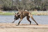 DOGUE ALLEMAND 204